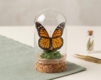 Monarch Butterfly Glass Dome Cloche |Cottagecore Room Decor | Faux Insect Taxidermy| Nature Lover Gift