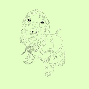 May include: Line drawing of a brown and white dog with curly fur wearing a black and white patterned vest. The dog is looking directly at the viewer.