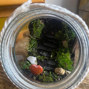Handmade natural terrarium