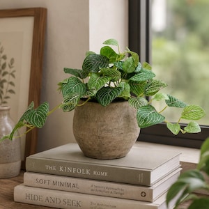 May include: A decorative plant with green leaves and white veins in a small, weathered pot. The pot rests on a stack of three books, including "THE KINFOLK HOME" and "SOFT MINIMAL". The scene is set on a wooden surface near a window.