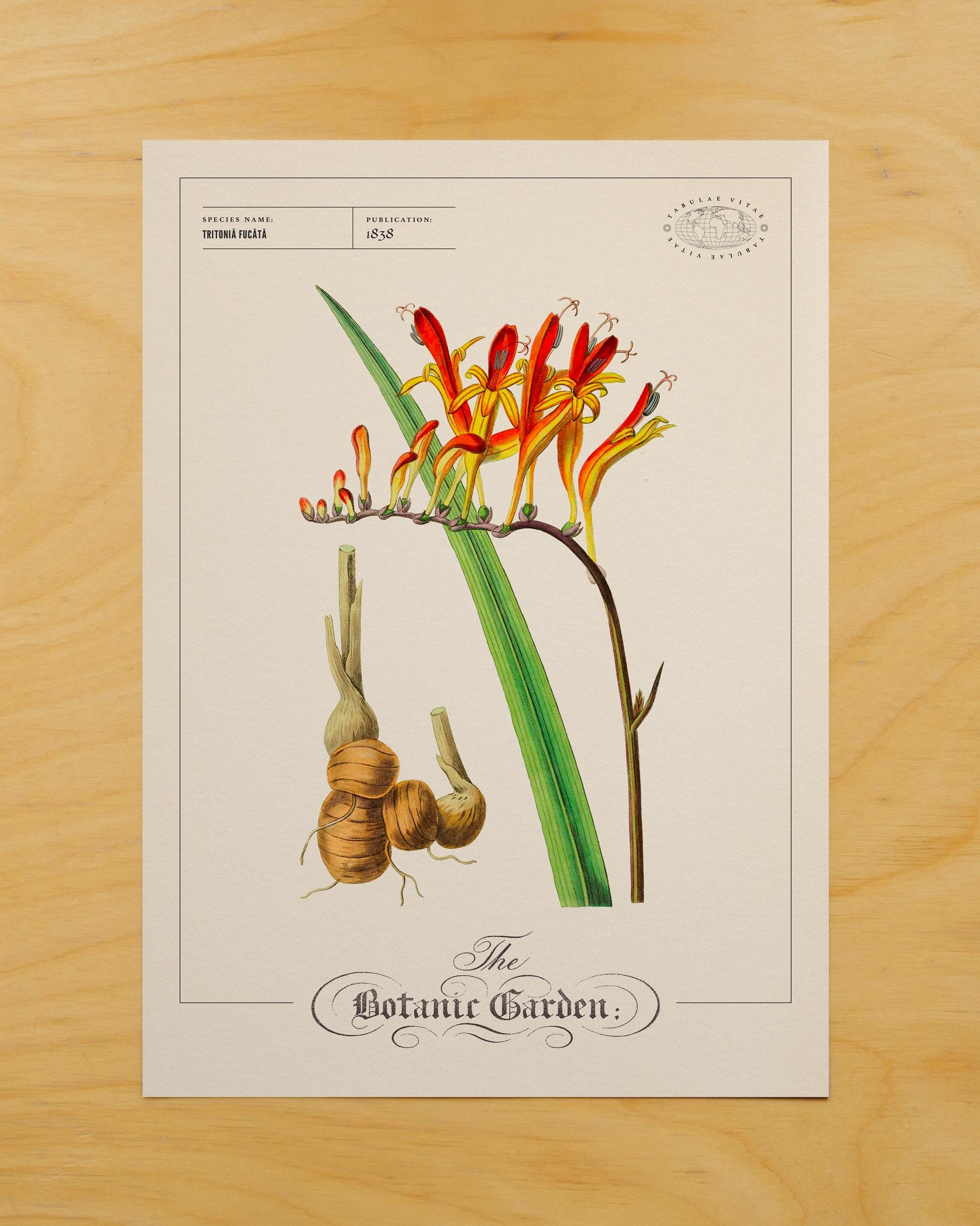 Vintage Botanical Flower Print 1838, Red Orange Exotic Plant Wall