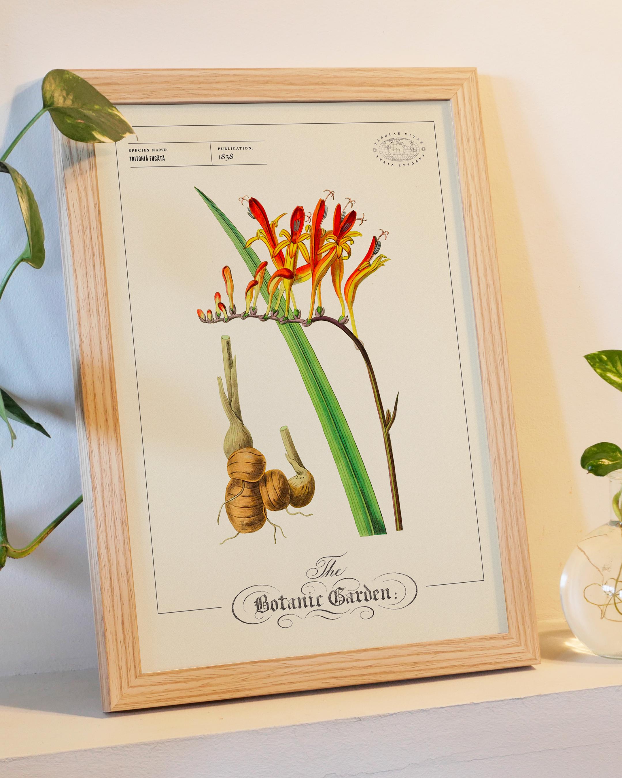 Vintage Botanical Flower Print 1838, Red Orange Exotic Plant Wall