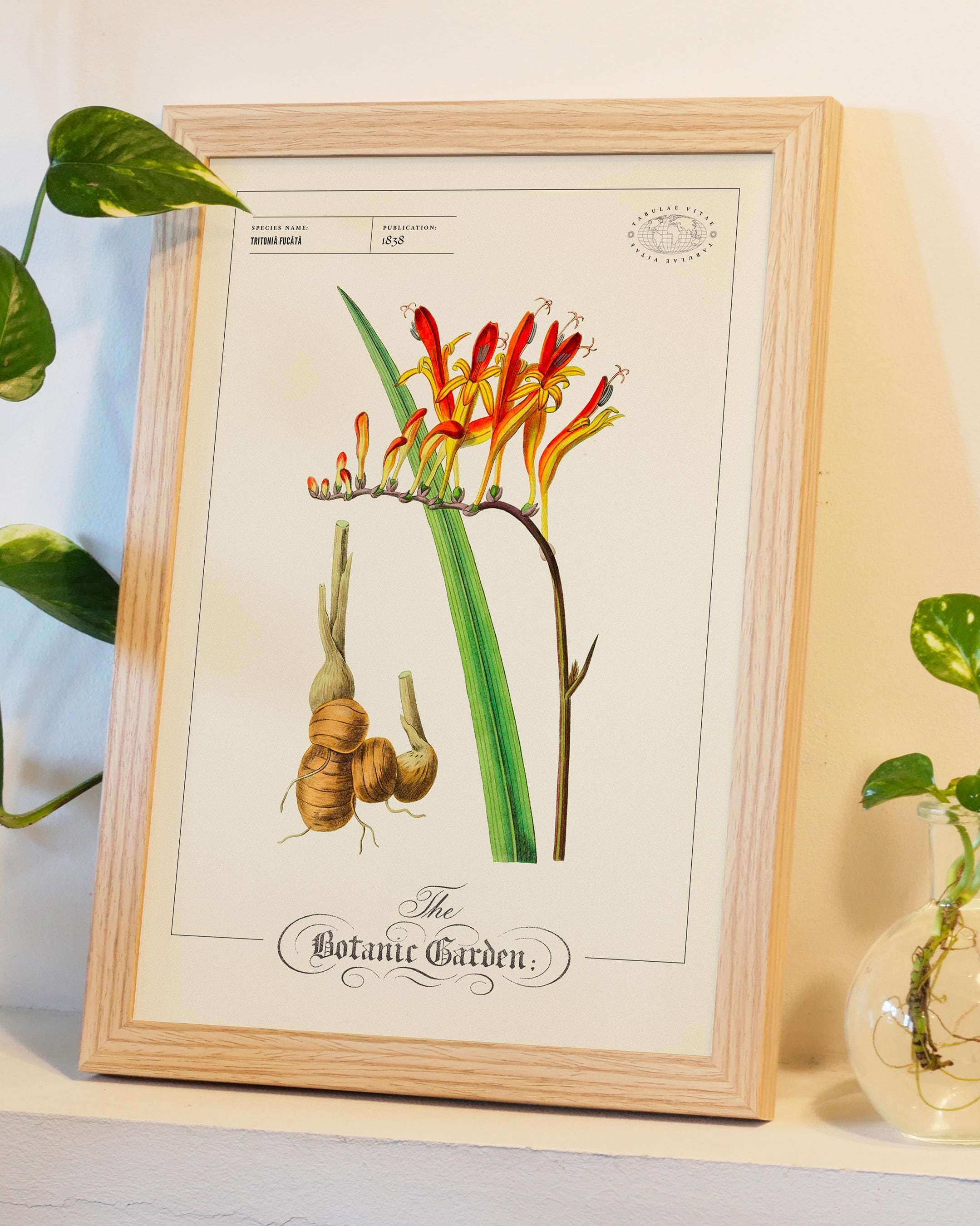 Vintage Botanical Flower Print 1838, Red Orange Exotic Plant Wall