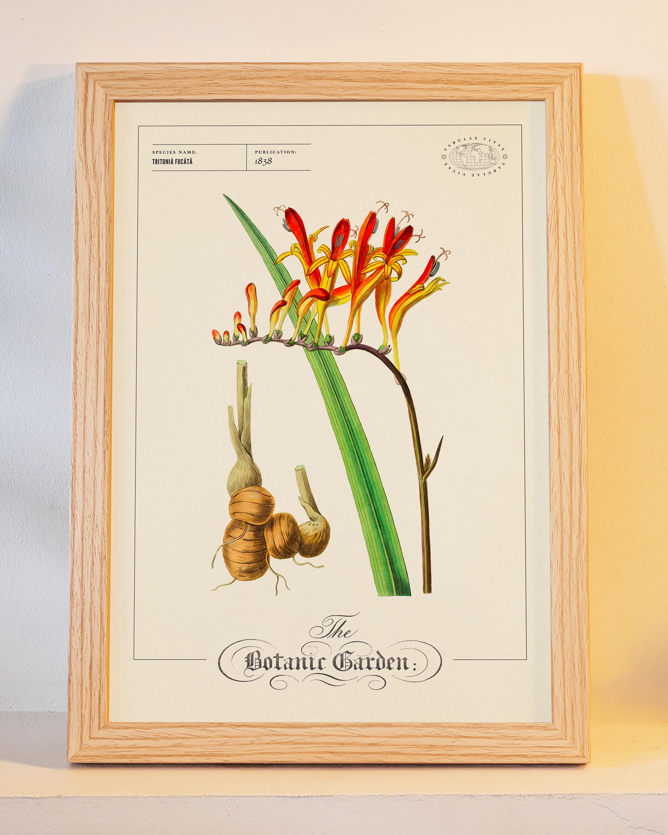 Vintage Botanical Flower Print 1838, Red Orange Exotic Plant Wall