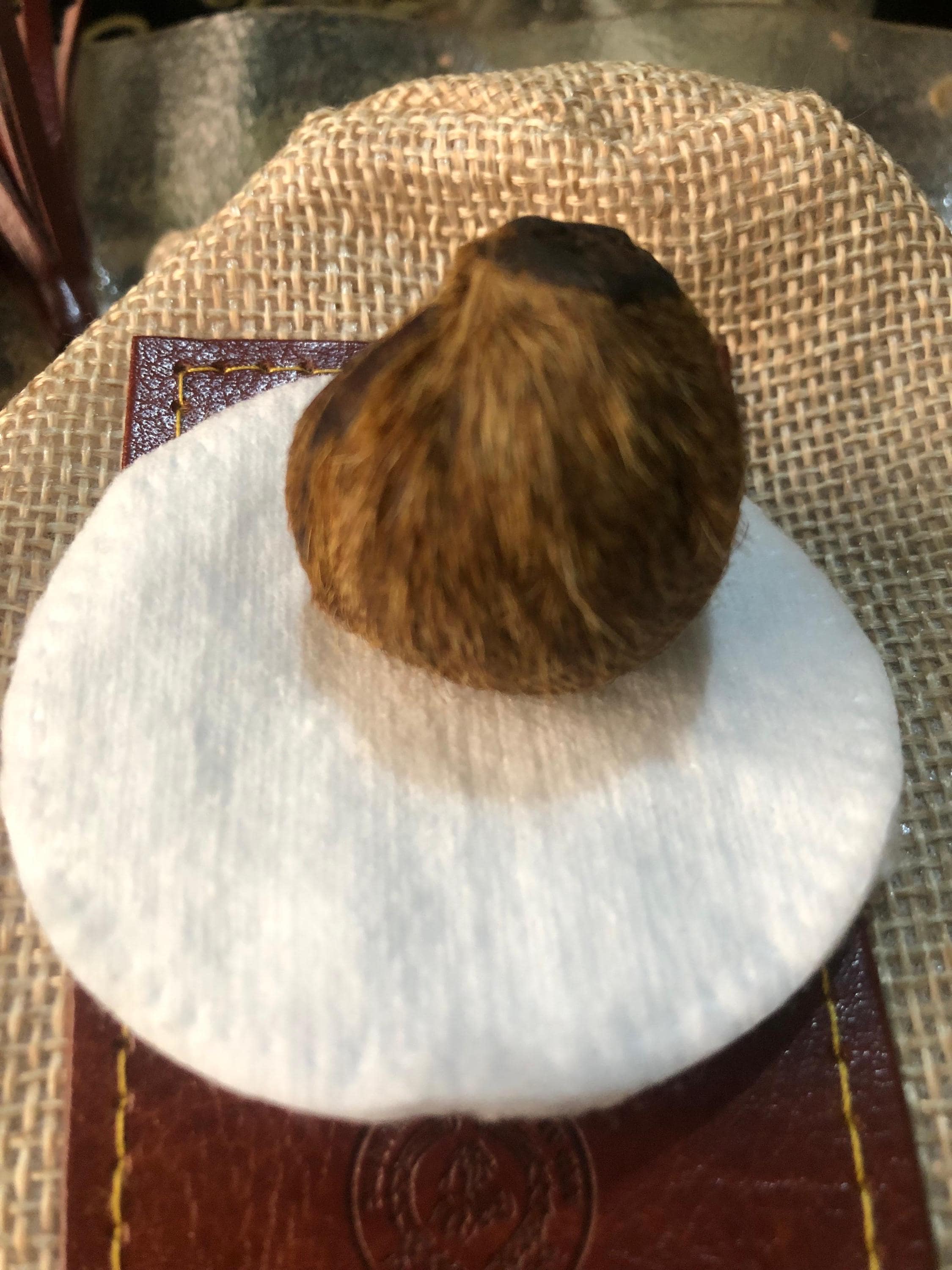 100% Authentic Deer Musk Pod – Sacred Aphrodisiac, Rare, Natural, and Potent