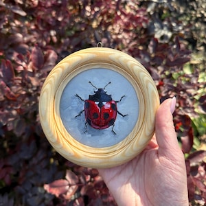 Könnte beinhalten: Ein kleiner Holzrahmen mit einem gemalten Bild eines Marienkäfers auf grauem Hintergrund.