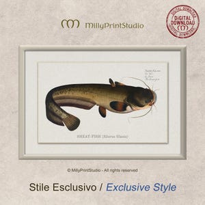 Wels catfish, Vintage Illustration by Marcus Elieser Bloch, Fish, Fishing, Digital Print, Digital Download, Retro, Poster, Fishermen