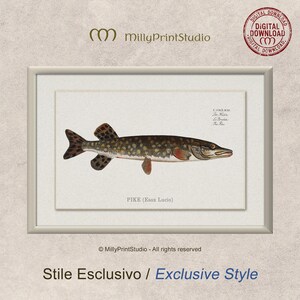 Pike, Vintage Illustration by Marcus Elieser Bloch, Fish, Fishing, Digital Print, Digital Download, Retro, Poster, Fishermen, Home deco
