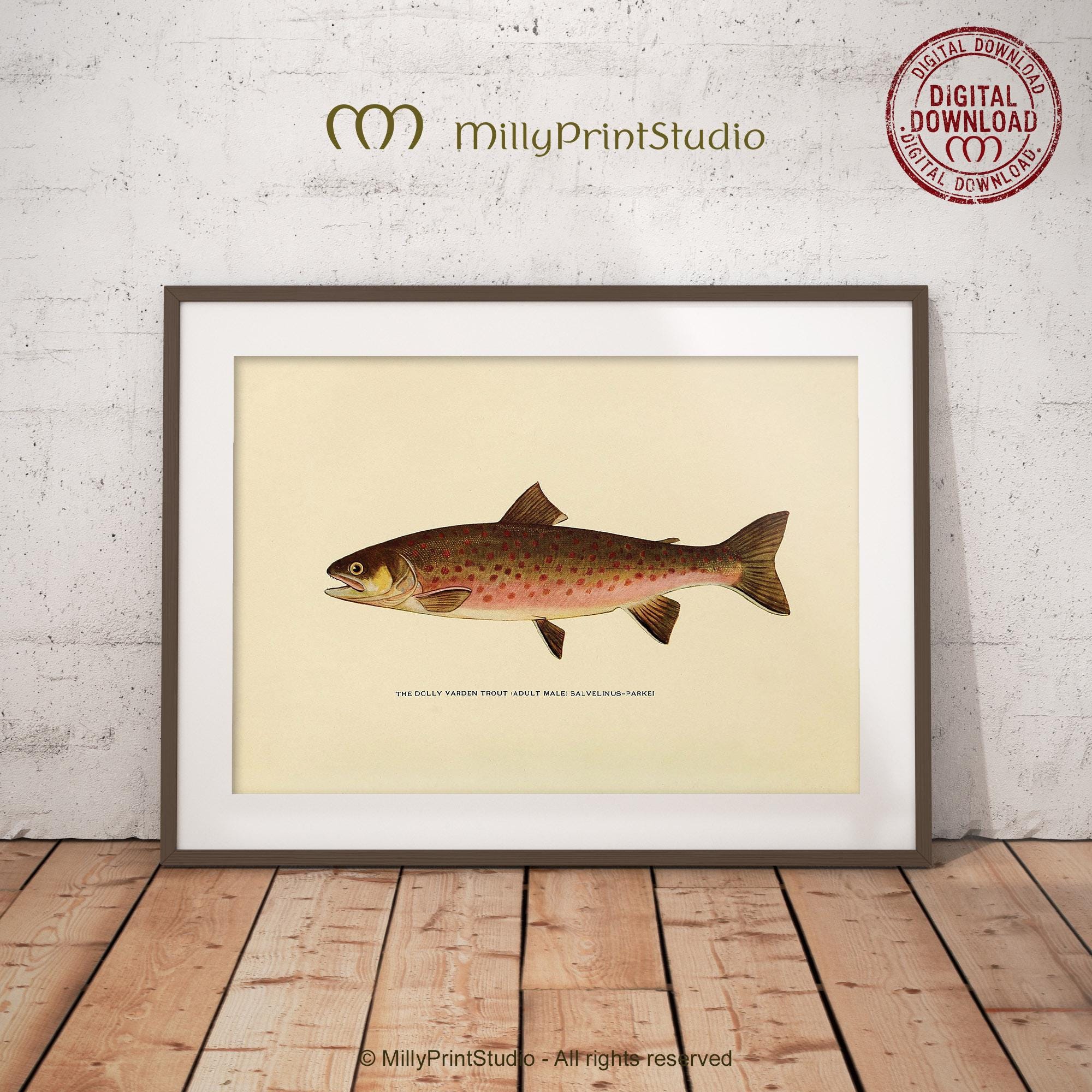 Dolly Varden Fish Print UK