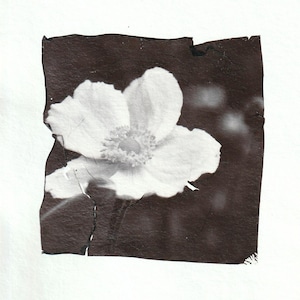 Anemone