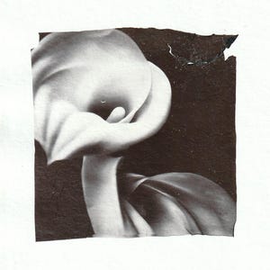 Calla Lily
