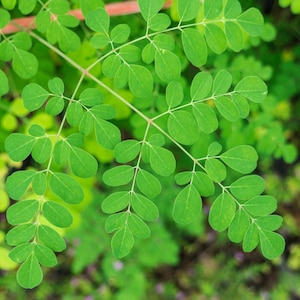 May include: Close-up of bright green moringa leaves. The leaves are small, oval-shaped, and arranged in a symmetrical pattern along the stems. The background is a soft blur of green foliage, creating a natural and fresh aesthetic.