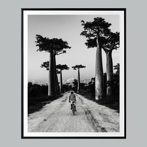 May include: Monochrome image of a dirt track flanked by towering baobab trees. A cyclist is seen riding along the road. The trees have large, cylindrical trunks and dense foliage, creating a dramatic, natural scene.