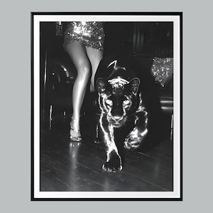 Può includere: Fotografia in bianco e nero di una pantera nera che cammina verso l'osservatore. La pantera è in primo piano, con una persona con un vestito di paillettes e tacchi alti sullo sfondo. L'immagine è incorniciata da un bordo nero.