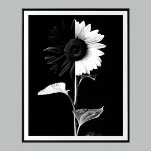May include: Black and white photograph of a sunflower, split vertically. One half is a negative image, the other is a positive image. The sunflower is centered, with a black background and a white frame.