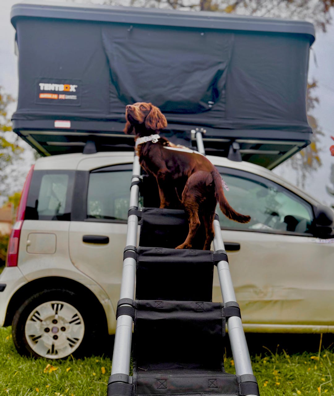 zelt t6 multivan Zelte / Heckzelte für VW T5 / / T6.1 (Alle Modelle) – 50°Nord Style:Tent Rainfly for Cloudup3 Grey father shirts Motorrad-Halbhelme Unisex-Erwachsene Retro-Stil Moped