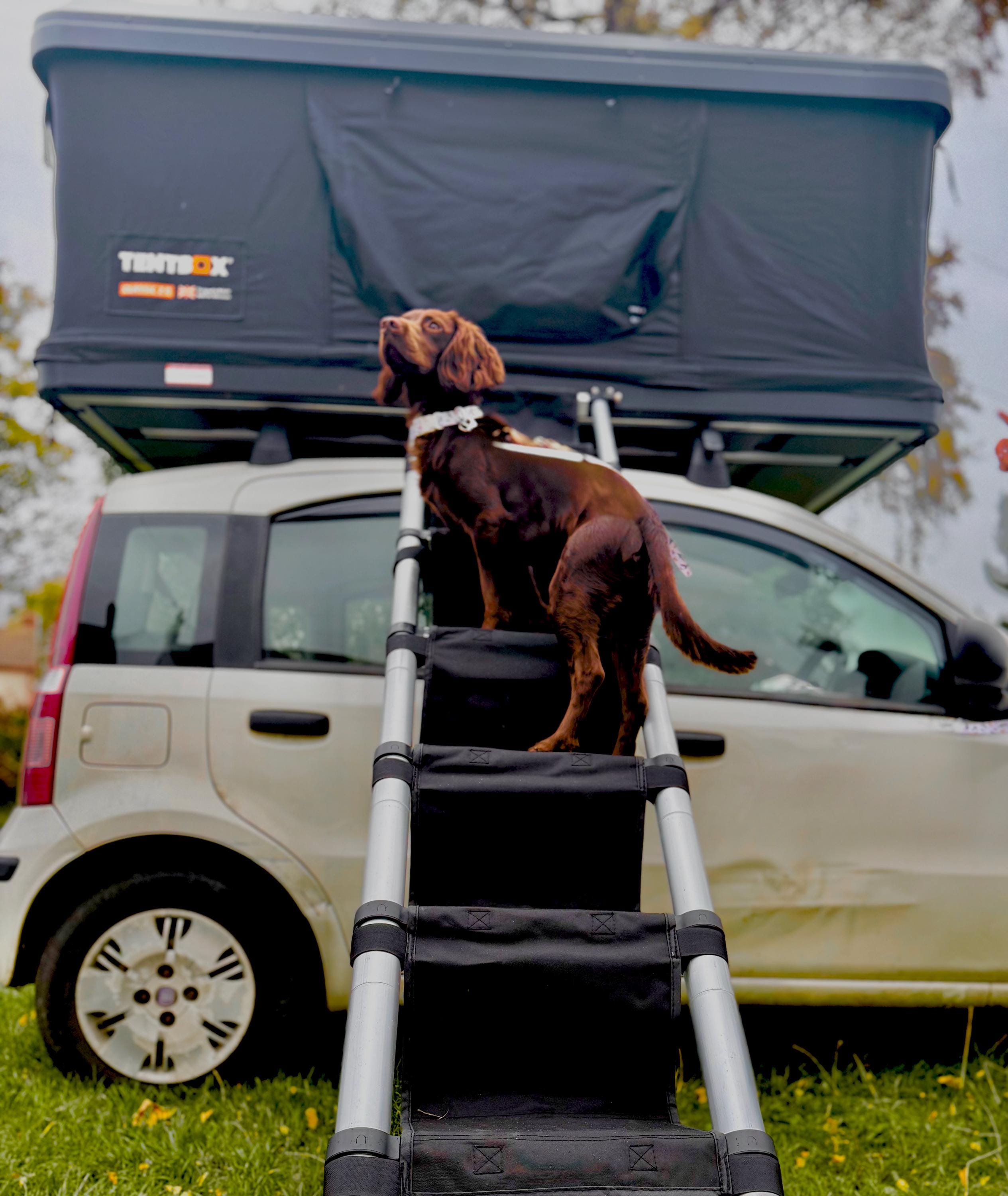 easy set up tent 4 person Pop-Up Hydraulic Auto Setup 3-Season 190T Waterproof UV Sunshade Blue Gloves RFX2, black-white, size reg_GG Option:Recovery Pack-Pro Floor extends away from