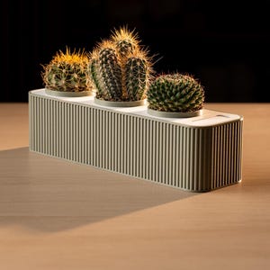 Könnte beinhalten: Ein rechteckiger, hellgrüner Pflanztopf mit drei Kakteen. Der Pflanztopf hat ein geripptes Design und enthält drei verschiedene Arten von Kakteen, jeweils in einem kleinen, runden Topf. Die Kakteen haben grüne Körper und gelbe Stacheln.