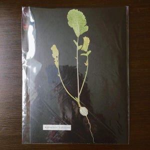 Botanical Specimen Radish - Raphanus sativus - Botanical Herbarium - Dried Flower Wall Art - Pressed Flowers
