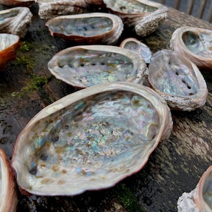 Vom Strand gesprenkelte Abalone Muscheln