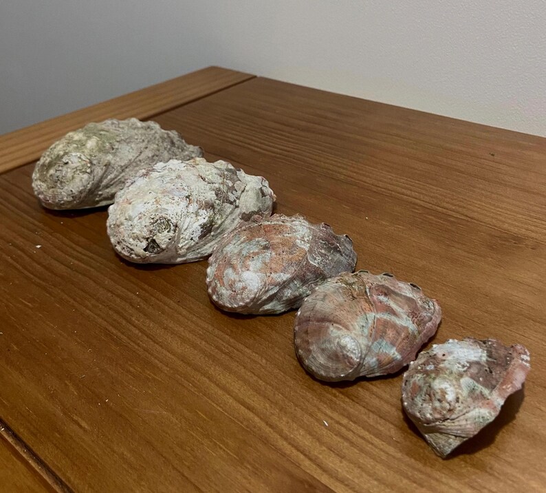 Beachcombed Abalone Shells - Etsy