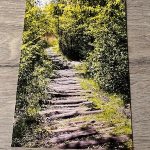 5 Postales Naturaleza Bosque – Postal con Camino de Madera