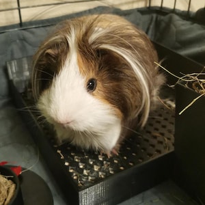 May include: A brown and white guinea pig with long, white hair sits in a black plastic tray with a patterned bottom. The guinea pig is looking to the left of the image.