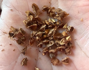 Boswellia Asplenifolia / Socotrana - Etsy