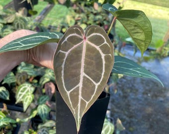 Anthurium Red Crystallinum Doc Block 2.5" pot, Fedex 2day*