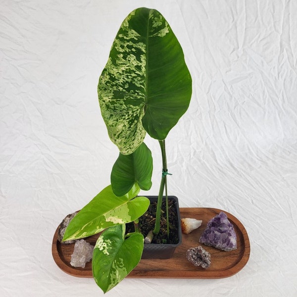 Philodendron Ilsemanii, Exact Plant Variegated Ships Nationwide