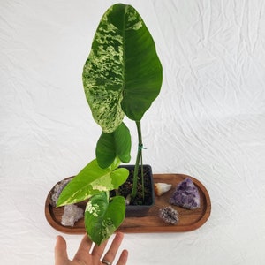 Philodendron Ilsemanii, Exact Plant Variegated Ships Nationwide image 2