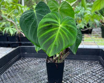 Philodendron Verrucosum 4" - US SELLER - Etsy