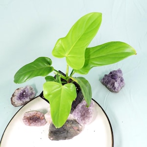 May include: A vibrant green plant with large, heart-shaped leaves in a black pot. The plant is surrounded by several amethyst crystals and a labradorite crystal on a white plate with a black rim, set against a light blue background.