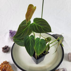 philodendron selloum plant Philodendron Selloum Hope – Ruby Flora Plant Shop main image 0