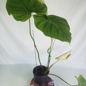 Philodendron Pastazanum, Exact Plant XXL, ships nationwide