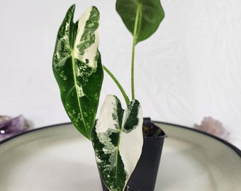 Alocasia Frydek, Exact Plant Variegated