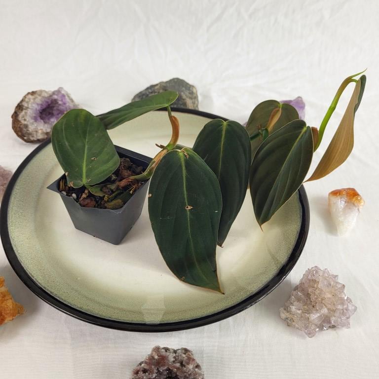 buy succulent plants in bulk Mini Terra Cotta Succulent Favors