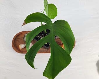 Monstera Sierrana Hawaii Clone, Exact Plant Ships Nationwide