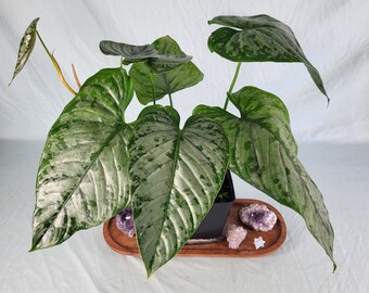 Philodendron Brandtianum, Exact Plant Mature Form