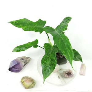 May include: A potted Philodendron plant with large, variegated green leaves. The plant sits on a clear plastic plate with several crystals, including amethyst and rose quartz, adding a touch of natural beauty to the composition.