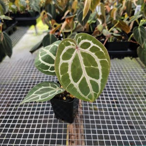 Anthurium Red Crystallinum Doc Block, maceta de 2.5", envío por Fedex en 2 días*. imagen 3