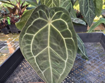 Anthurium Wonderboy X Michelle Starter Plant (ALL STARTER PLANTS