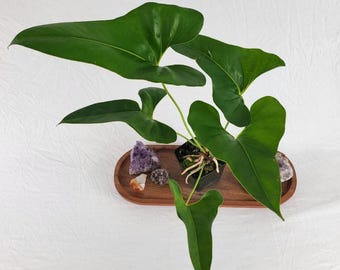 Scott Cohen Anthurium Antolakii (known as BVEP) X NSE Anthurium