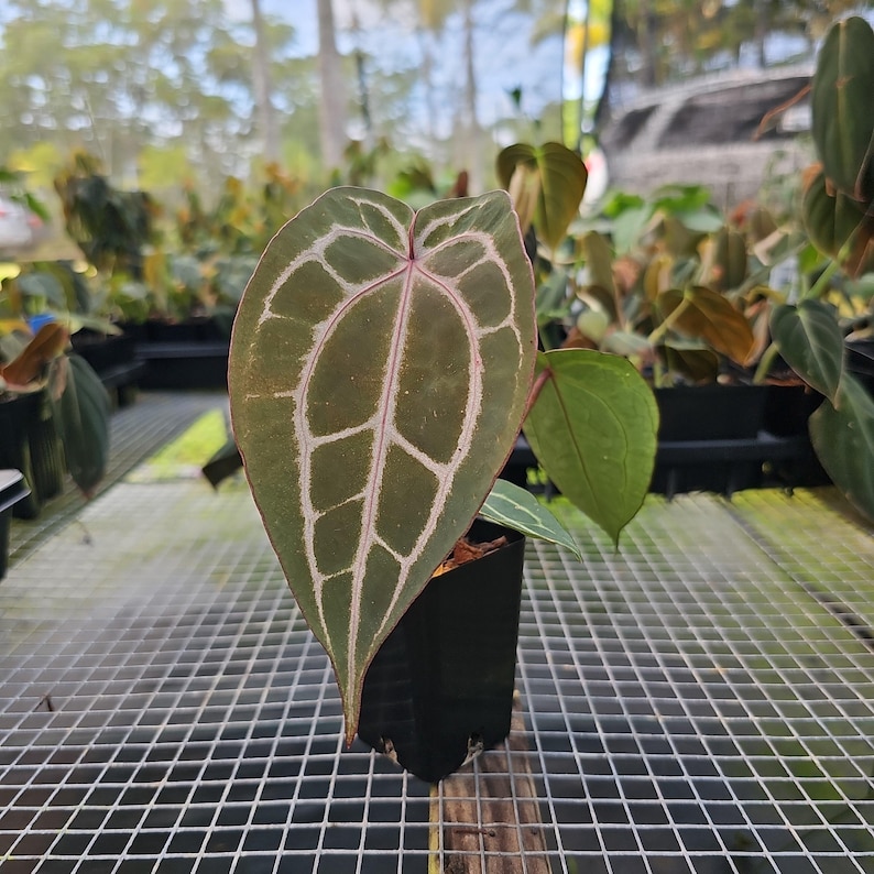 Anthurium Red Crystallinum Doc Block, maceta de 2.5", envío por Fedex en 2 días*. imagen 4