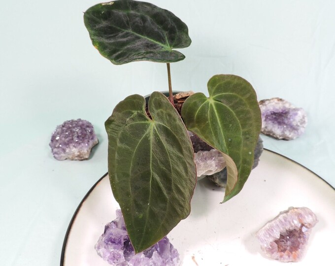 Anthurium Ace of Spades X Papillilaminum Novelty Greens No Etsy