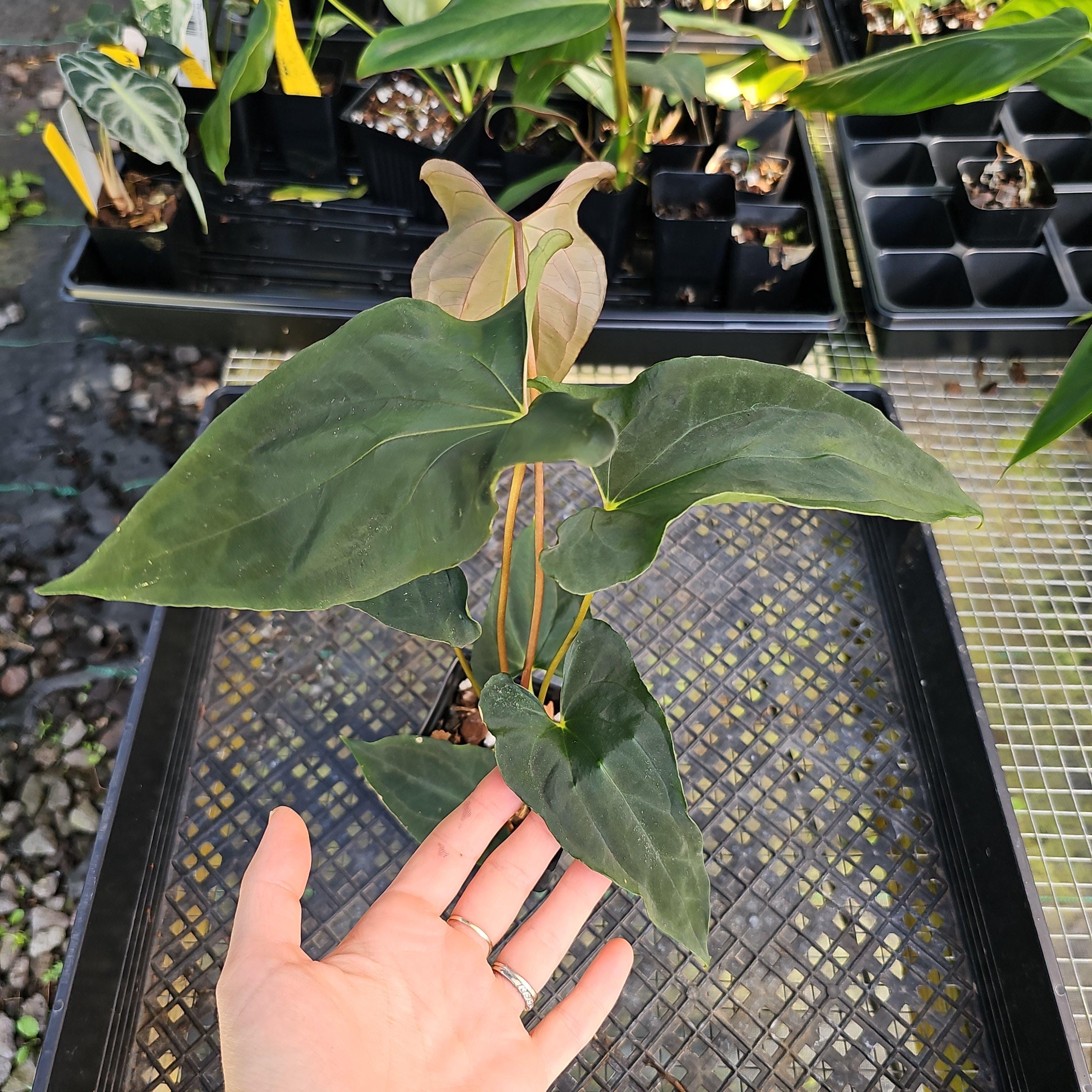Anthurium Papillilaminum X Fort Sherman - Etsy