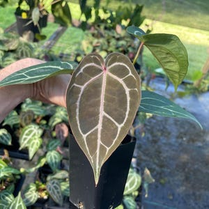May include: Anthurium plant in a black plastic pot. The large, heart-shaped leaf is dark green with prominent white veining. Other green leaves are visible, along with other potted plants in the background. The plant is in a greenhouse setting.
