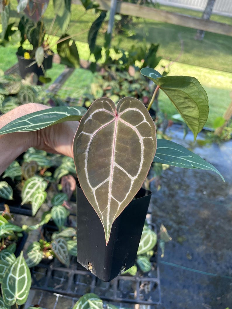 Anthurium Red Crystallinum Doc Block, maceta de 2.5", envío por Fedex en 2 días*. imagen 1