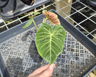 Philodendron Verrucosum Melon 2.5" pot, Fedex 2day*