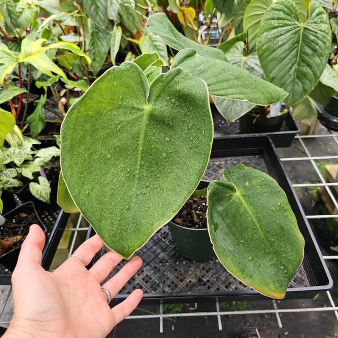 Philo Rugosum Philodendron Rugosum, Exact Plant Ships Nationwide - Etsy